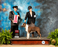 American Staffordshire Terrier #6 Sat G2 Judge Lee Herr