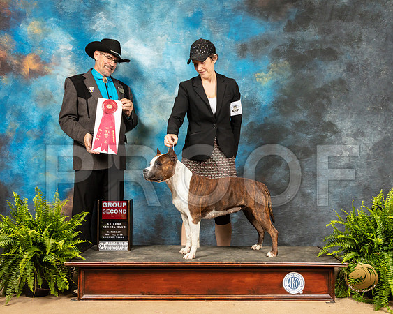 American Staffordshire Terrier #6 Sat G2 Judge Lee Herr_SSR_8211_Ablne2019-HR