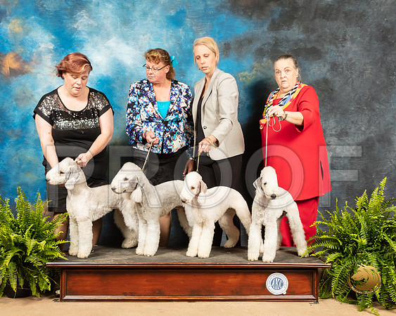 Bedlington Terrier #7 Family  Sat_SSR_8177_Ablne2019-HR