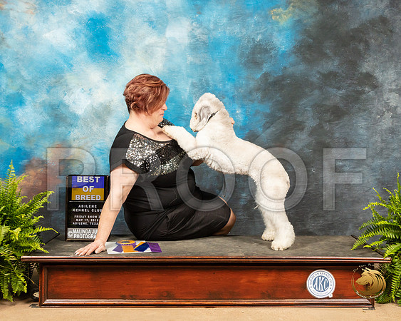 Bedlington Terrier #8 Sat BOB_SSR_8189_Ablne2019-HR