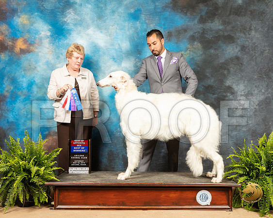 Borzoi #7 Sat BOS BOW Judge Judith Brown_SSR_8228_Ablne2019-HR
