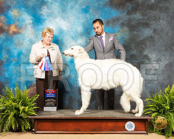 Borzoi #7 Sat BOS BOW Judge Judith Brown_SSR_8229_Ablne2019-HR