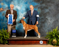 Boxer #10 Sat G1 Judge Houston Clark