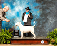 Bull Terrier #5 Sat G4 Judge Lee Herr