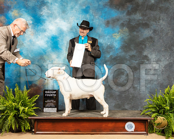 Bull Terrier #5 Sat G4 Judge Lee Herr_SSR_8215_Ablne2019-HR