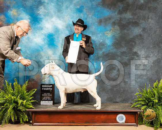 Bull Terrier #5 Sat G4 Judge Lee Herr_SSR_8218_Ablne2019-HR