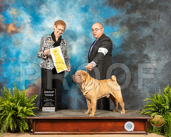 Chinese Shar Pei #5 Sat G3 Judge Patricia Hastings_SSR_8244_Ablne2019-HR
