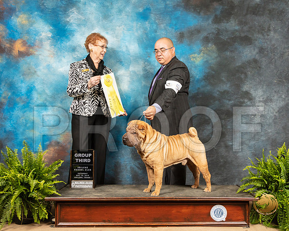 Chinese Shar Pei #5 Sat G3 Judge Patricia Hastings_SSR_8246_Ablne2019-HR