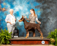Doberman Pinscher #17 sat OHG4 Judge Gloria Kerr