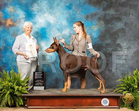 Doberman Pinscher #17 sat OHG4 Judge Gloria Kerr_SSR_8258_Ablne2019-HR