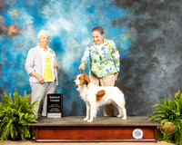 Kooikerhondje #5 Sat G3 Judge Gloria Kerr