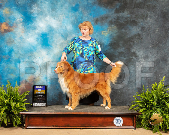 Nova Scotia Duck Tolling Retriever #5 Sat BOB_SSR_8181_Ablne2019-HR
