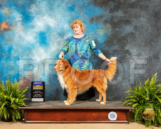 Nova Scotia Duck Tolling Retriever #5 Sat BOB_SSR_8183_Ablne2019-HR