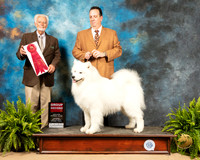 Samoyed #5 Sat G2 Judge Houston Clark
