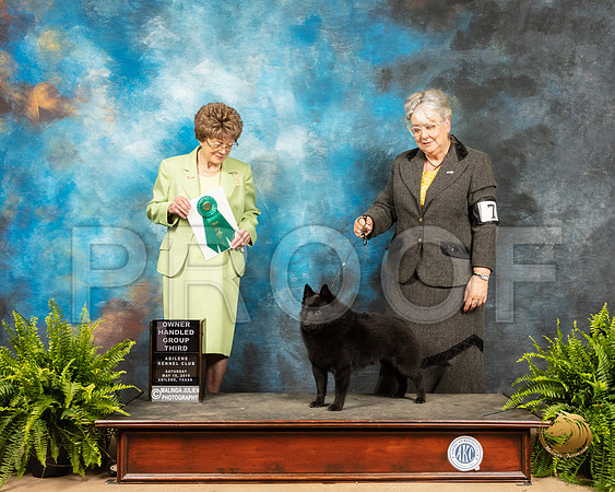Schipperkee #7 Sat OHG3 Judge Patricia Trotter_SSR_8268_Ablne2019-HR