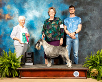 Schnauzer #9 Sta OHG3