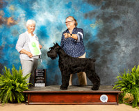 Schnauzer Giant #6 Sat OHG2 Judge Gloria Kerr