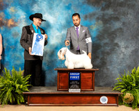 Sealyham Terrier #9 Sat G1 Judge Lee Herr