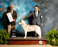 Siberian Husky #15 Sat G4 Judge Houston Clark