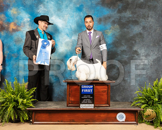 Sealyham Terrier #9 Sat G1 Judge Lee Herr_SSR_8209_Ablne2019-HR