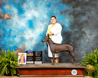 Xolo Sat BOB