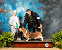 Basset Hound #5 Sat OHG3 Judge Gloria Kerr