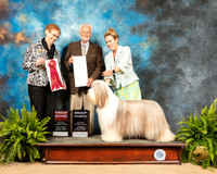Bearded Collie #6 Sat G2 G4 Judge Pat Hastings Houston Clark