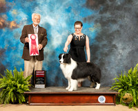 Border Collie #15 Sat G2  Judge Houston Clark