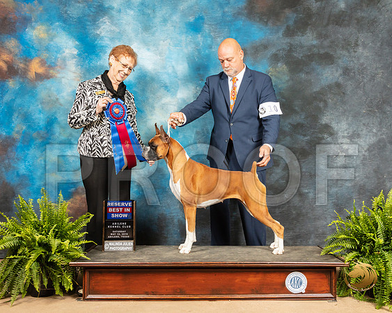 Boxer #10 Sat RBIS Judge Patricia Hastings_SSR_8324_Ablne2019-HR