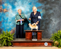Chihuahua Long Coat #9 Sat BOW Judge Toddie Clark
