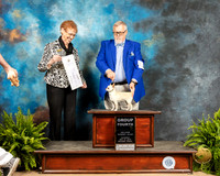 Chihuahua Smooth #12 Sat G4 Judge Patricia Hastings