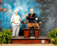 Dachshund #7 Sat OHG2 Judge Gloria Kerr
