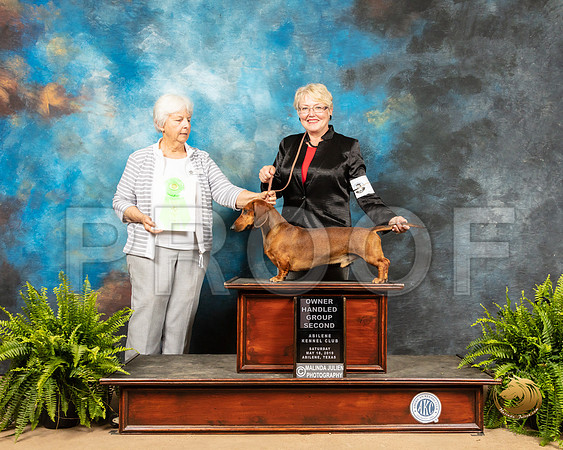 Dachshund #7 Sat OHG2 Judge Gloria Kerr_SSR_8307_Ablne2019-HR