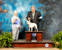 French Bulldog #7 Sat WB Judge Gloria Kerr
