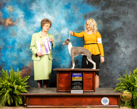 Italian Greyhound #5 Sat BOB Judge Patricia Trotter