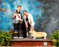 Pembroke Welsh Corgi #6 Sat BOB OHBOB Judge Patricia Hastings