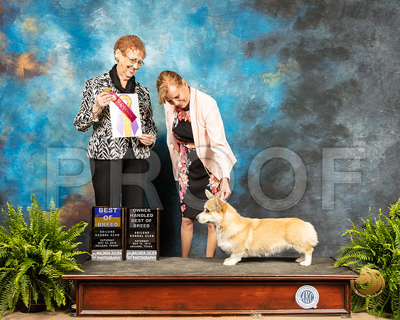 Pembroke Welsh Corgi #6 Sat BOB OHBOB Judge Patricia Hastings_SSR_8340_Ablne2019-HR