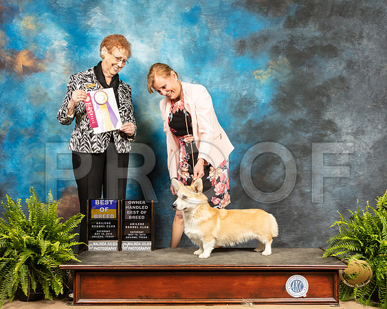 Pembroke Welsh Corgi #6 Sat BOB OHBOB Judge Patricia Hastings_SSR_8345_Ablne2019-HR