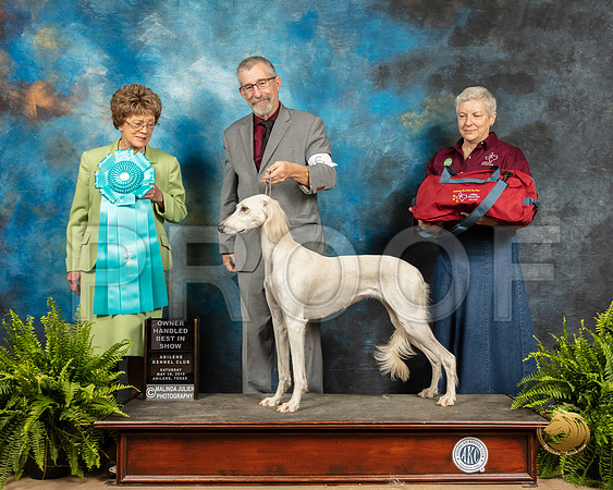 Saluki #6 Sat OHBIS Judge Patricia Trotter_SSR_8363_Ablne2019-HR