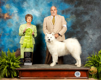 Samoyed #8 Sat OHRBIS Judge Patricia Trotter