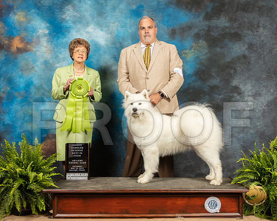 Samoyed #8 Sat OHRBIS Judge Patricia Trotter_SSR_8350_Ablne2019-HR