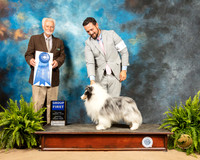 Shetland Sheepdog #9 Sat G1 Judge Houston Clark