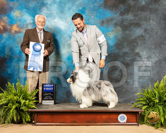 Shetland Sheepdog #9 Sat G1 Judge Houston Clark_SSR_8275_Ablne2019-HR