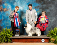 Shetland Sheepdog #9 Sat BIS Judge Patricia Hastings