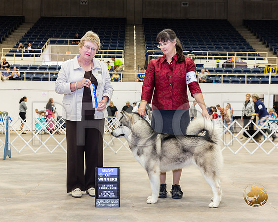 Alaskan Malamute #6 Sat BOW Judge Judith Brown__ST_5235_Ablne2019-HR