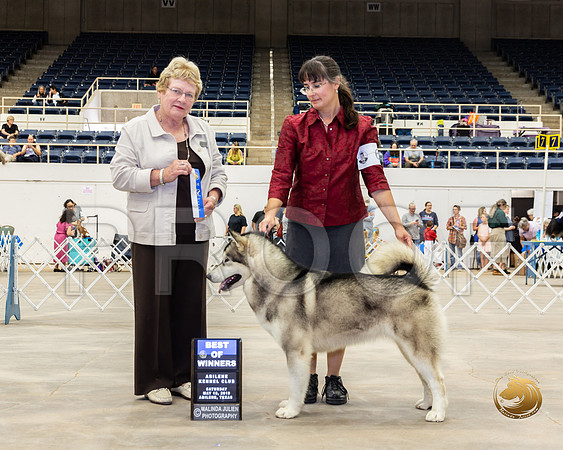 Alaskan Malamute #6 Sat BOW Judge Judith Brown__ST_5234_Ablne2019-HR