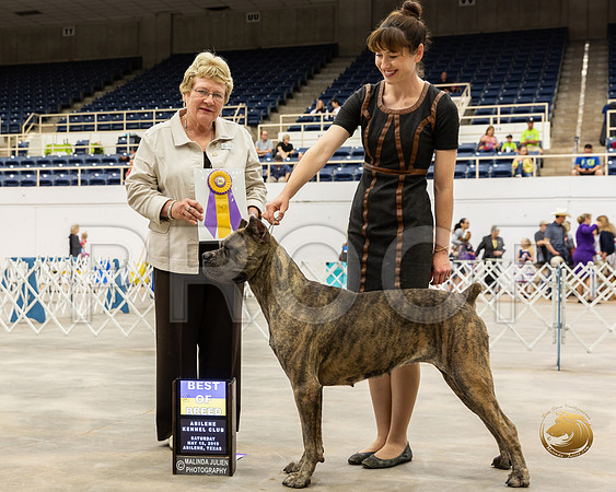 Cane Corso #12 Sat BOB BOW Judge Judith Brown__ST_5238_Ablne2019-HR