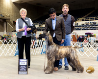 Afghan Hound #15 Sun WD Judge Toddie Clark