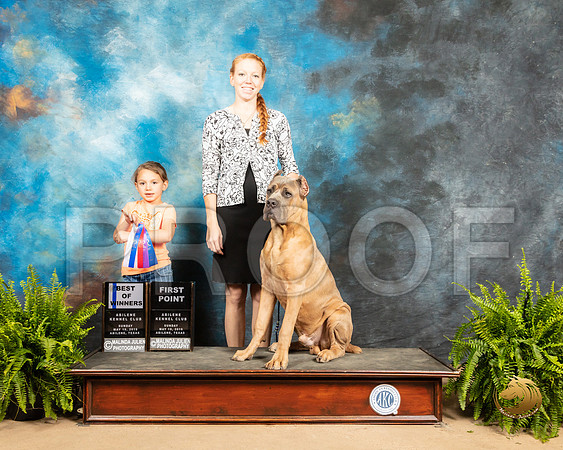 Cane Corso #5 Sun_SSR_8492_Ablne2019-HR