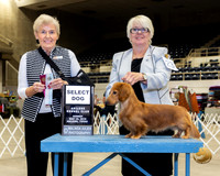 Dachshund Long Coated #23 Sun SD Judge Toddie Clark